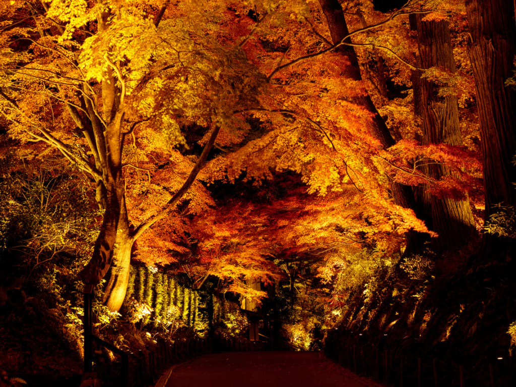 昭和記念公園秋のライトアップ