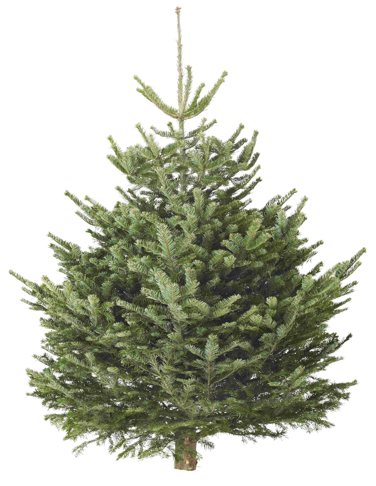 立川市 毎年大人気 Ikeaに本物のクリスマスツリーがやってくる 今年の販売日は 号外net 立川市 昭島市