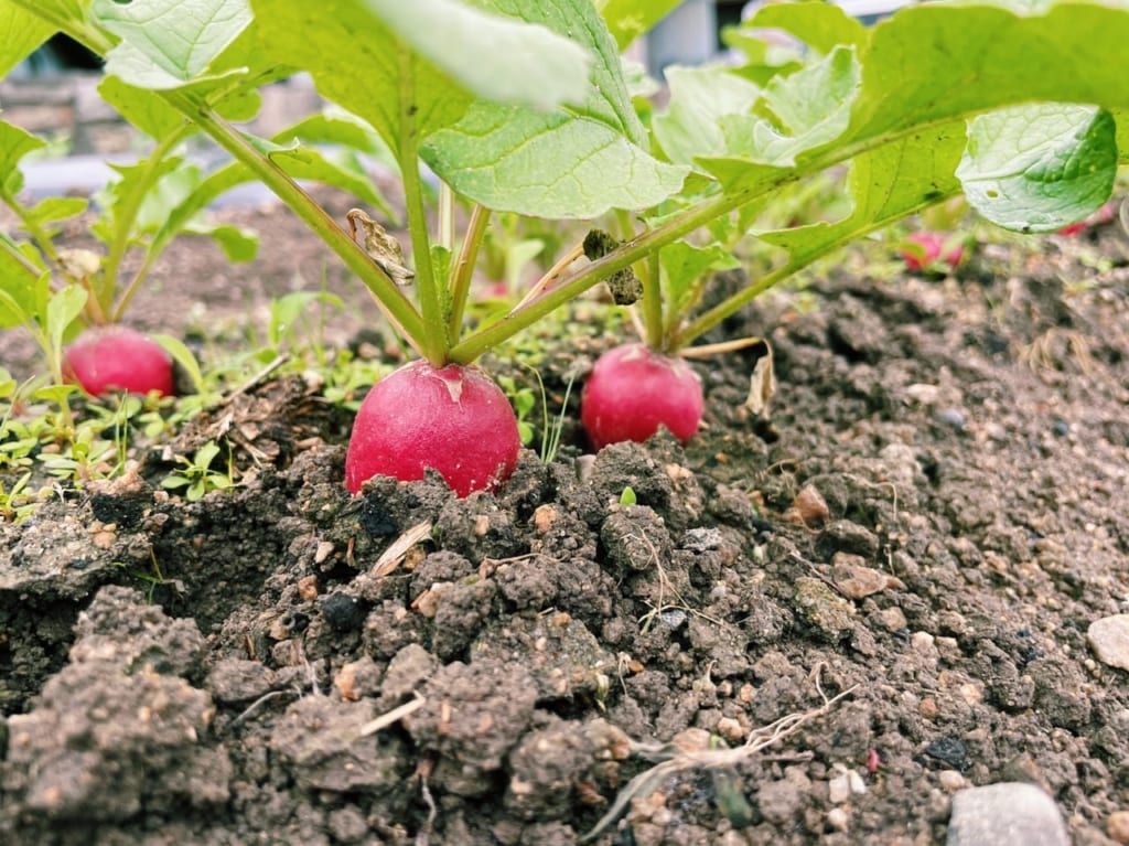 カラフル野菜の小山農園